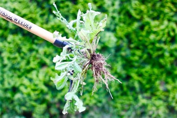 Grampa's Weeder - The Original Stand Up Weed Puller Tool with Long Handle - Image 5